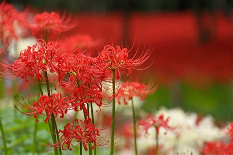 彼岸花風水|彼岸花の風水的飾り方！曼珠沙華と呼ばれる花の本当のパワー！